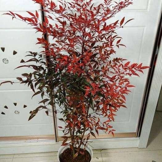菊花能水培扦插：探索园艺新技巧