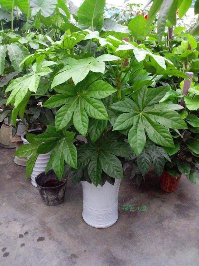 平安树扦插详解：种植与养护指南