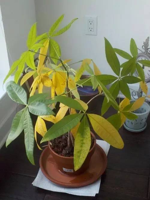 芍药种植方法：让你的花园增添皇家气质
