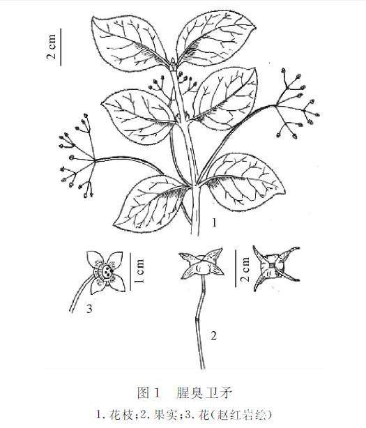 榆树的扦插：繁殖技巧与养护指南