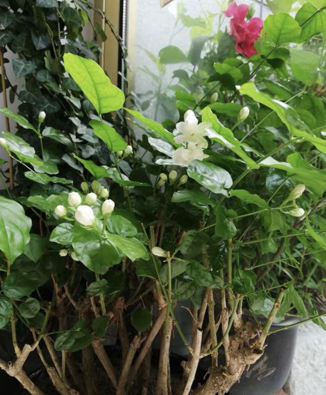 月季嫁接可以扦插吗？揭开植物繁殖的秘密