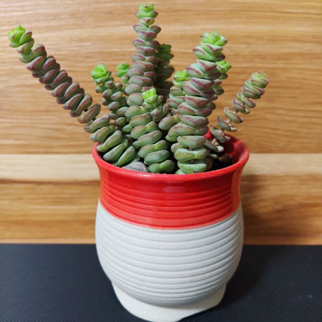 藿香的种植方法