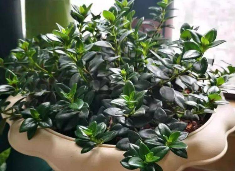 春羽的养殖方法