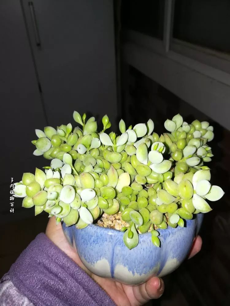 桃子种植方法：掌握要领，收获甜蜜