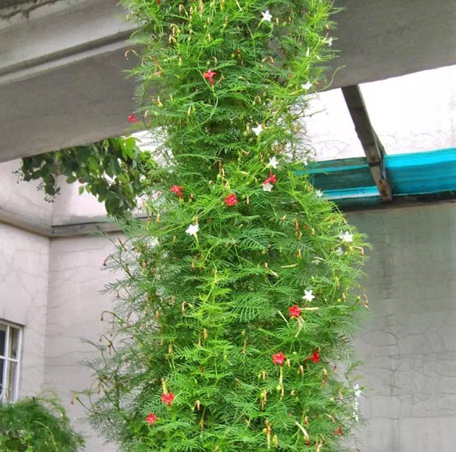 照蛋方法：孵化成功的关键步骤