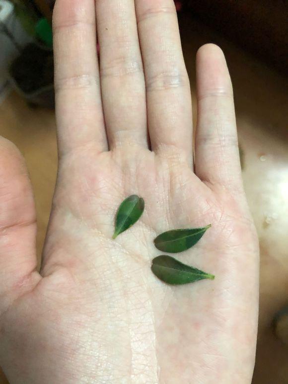 蛇的饲养方法：专业指南与注意事项