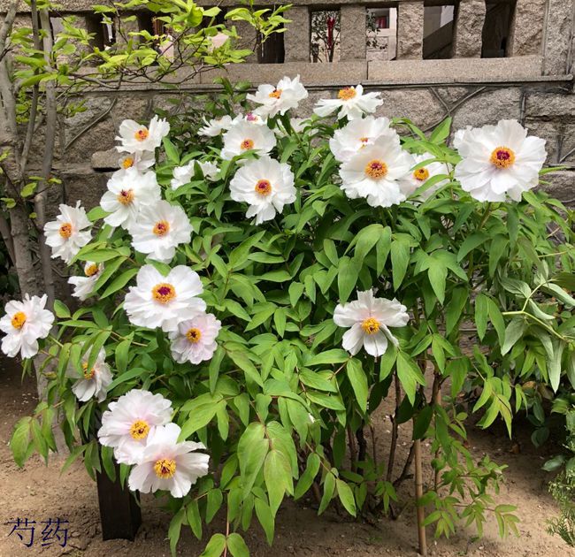 柠檬种子的种植方法：培育清新绿植的详细指南