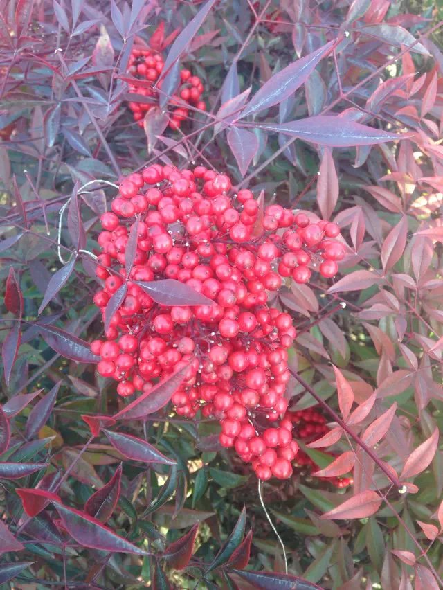 郁金香怎么种植方法：打造属于自己的花园