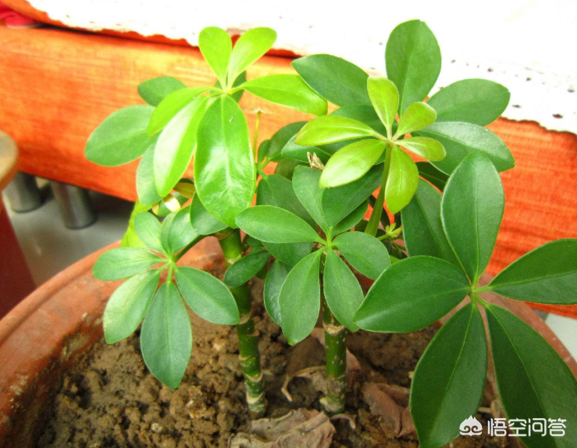 家养盆栽植物图片:打造绿色生活空间的秘密武器 家养盆栽植物图片:打造绿色生活空间的秘密武器