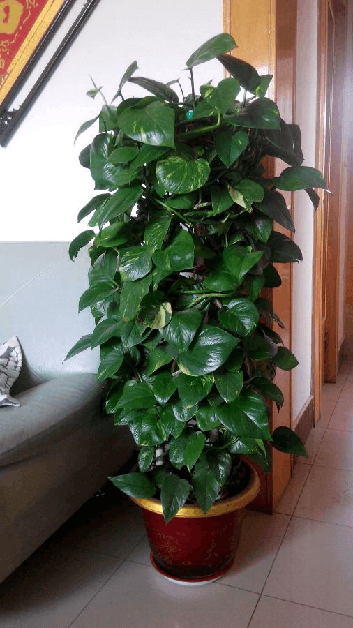 金盏菊种植方法：打造您的私人花园