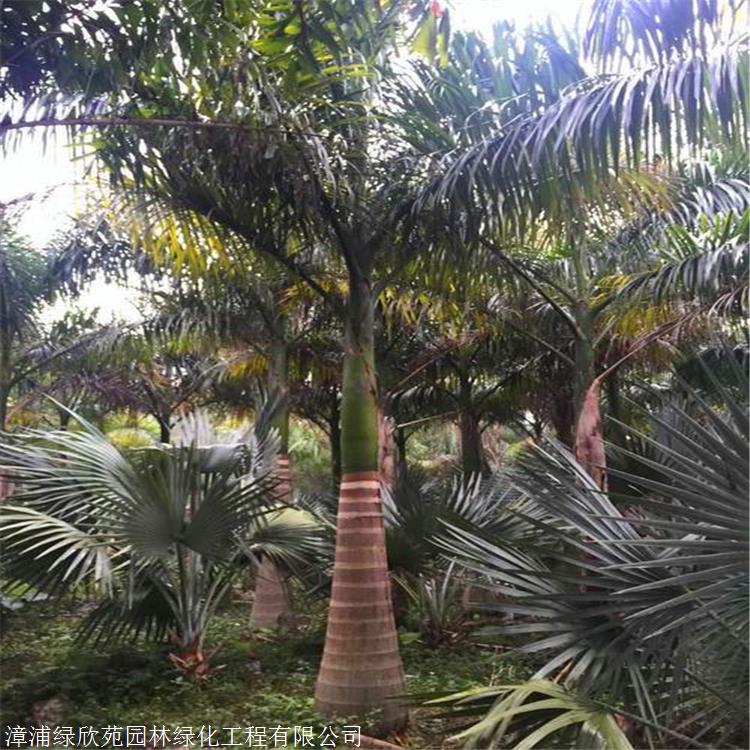 红虫的养殖方法：全面指南
