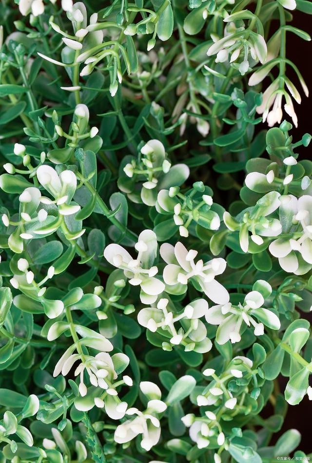 枇杷种植方法 枇杷种植方法
