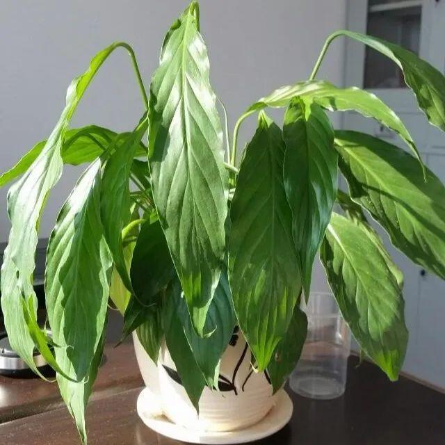 黄桃怎么种植方法：从选种到收获的全方位指南