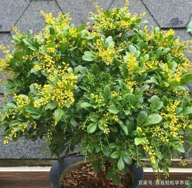月季花盆栽养殖方法