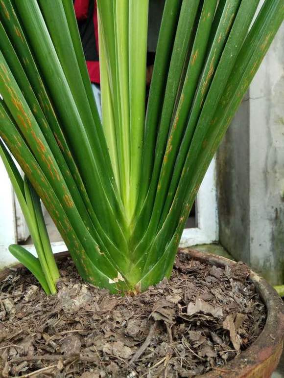 榕树方法：探索榕树种植与养护的秘诀