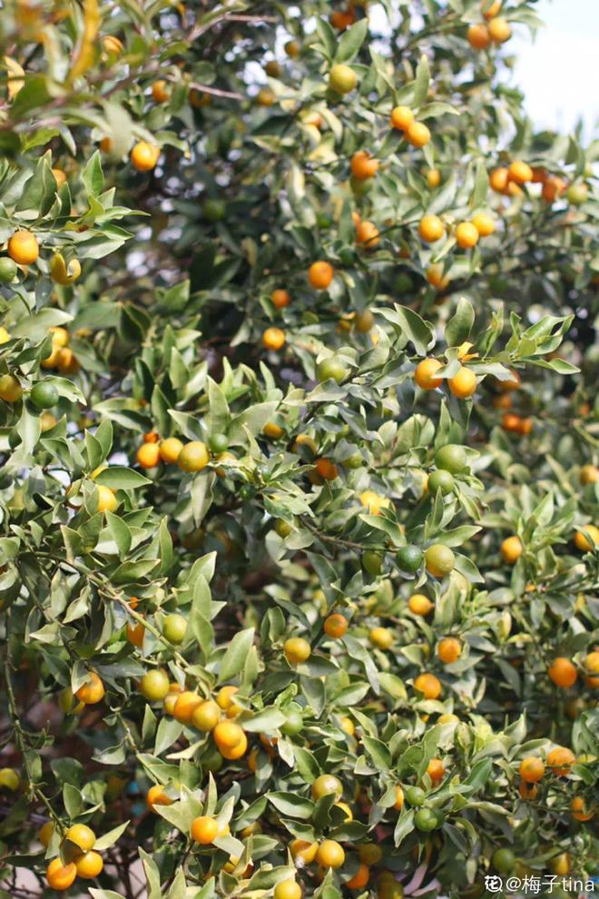 盆栽发芽种植：开启家庭绿植养护新篇章