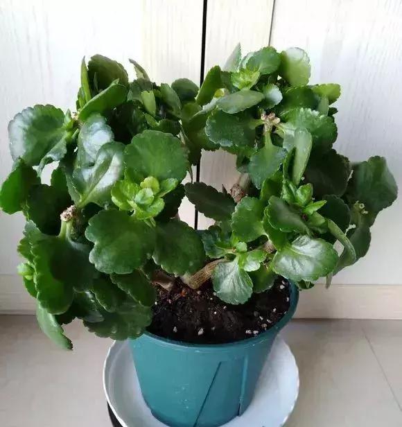 买的香蕉可以种盆栽吗？揭秘香蕉种植真相
