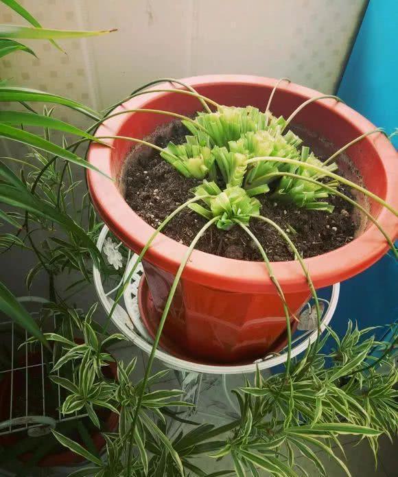 鱼的养殖方法：全面指南