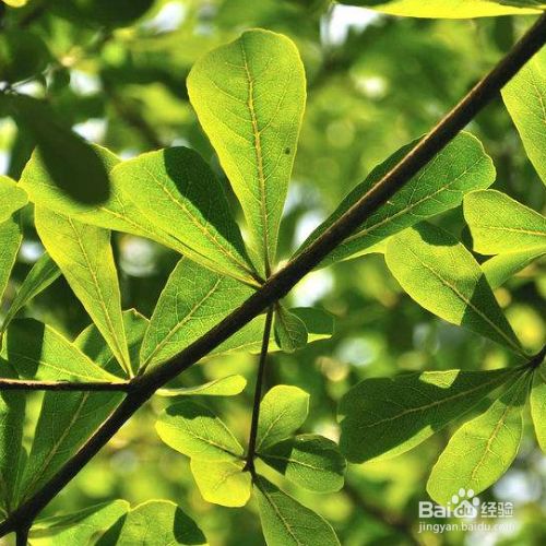 芸豆的种植方法：从选种到收获的全方位指南