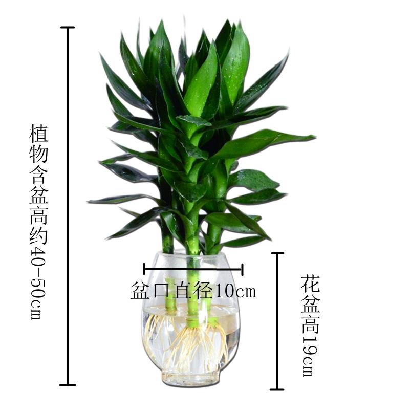 发财树浇水的正确方法