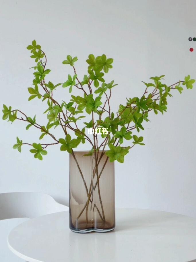 栀子花什么时候扦插好？掌握最佳时机，让栀子花开满枝头