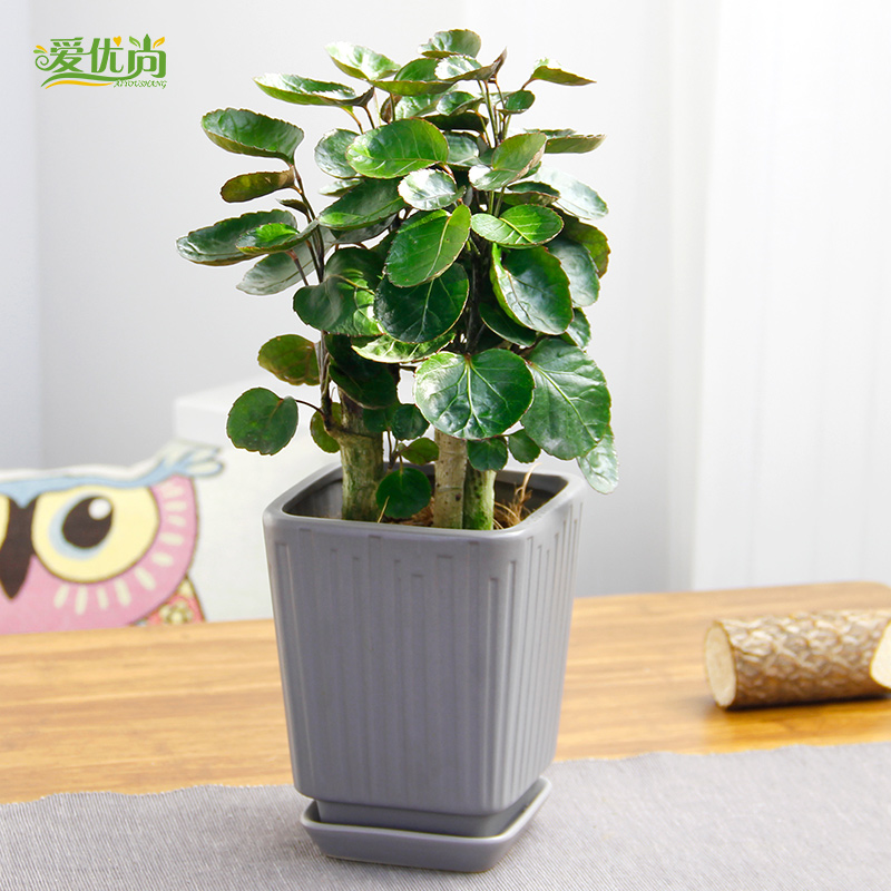 香葱种植方法：从选种到收获的全方位指南
