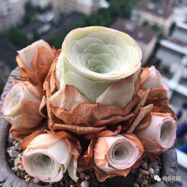 蝴蝶兰种子种植方法：培育美丽花海的秘诀