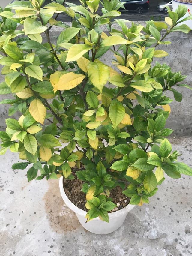 山莓种植方法：打造属于自己的果实花园