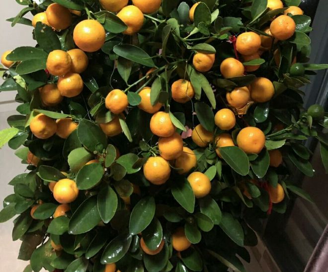 标题：《黄豆怎么种植方法图片》