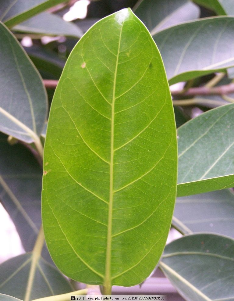 蝴蝶兰花的养殖方法和注意事项
