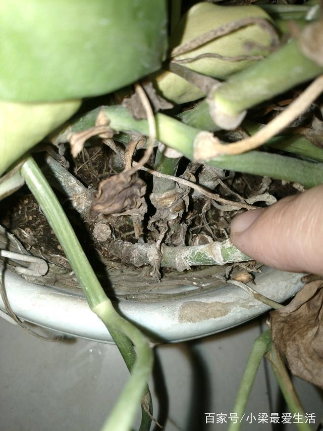 鲶鱼的养殖方法：全面指南