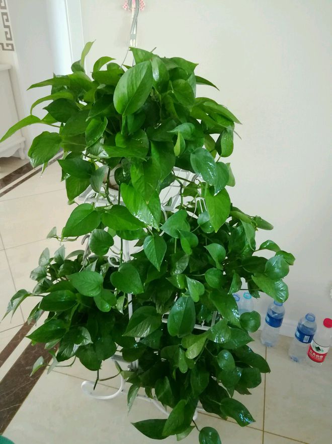 玫瑰花饲养方法：让你的玫瑰花开得更加艳丽