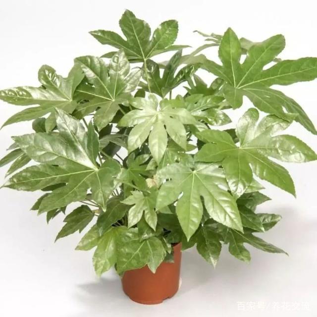 芫荽种子怎么种植方法：详解种植步骤与技巧