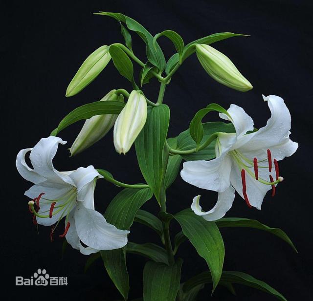 ### 花卉浇水方法：掌握正确技巧，让花卉茁壮成长