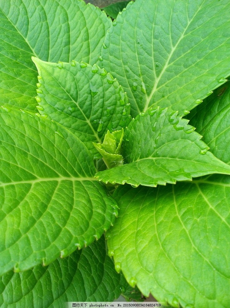红苋菜的种植方法