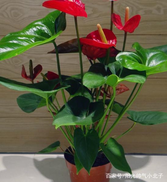非洲茉莉怎么养殖方法：养出繁茂绿叶与芬芳花朵