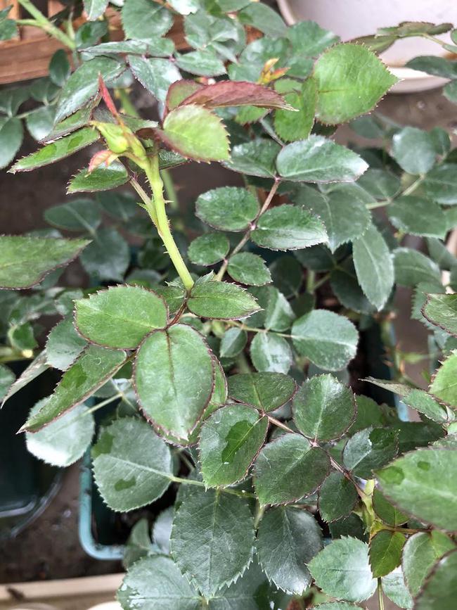 生菜怎么种植方法：家庭菜园的新手指南