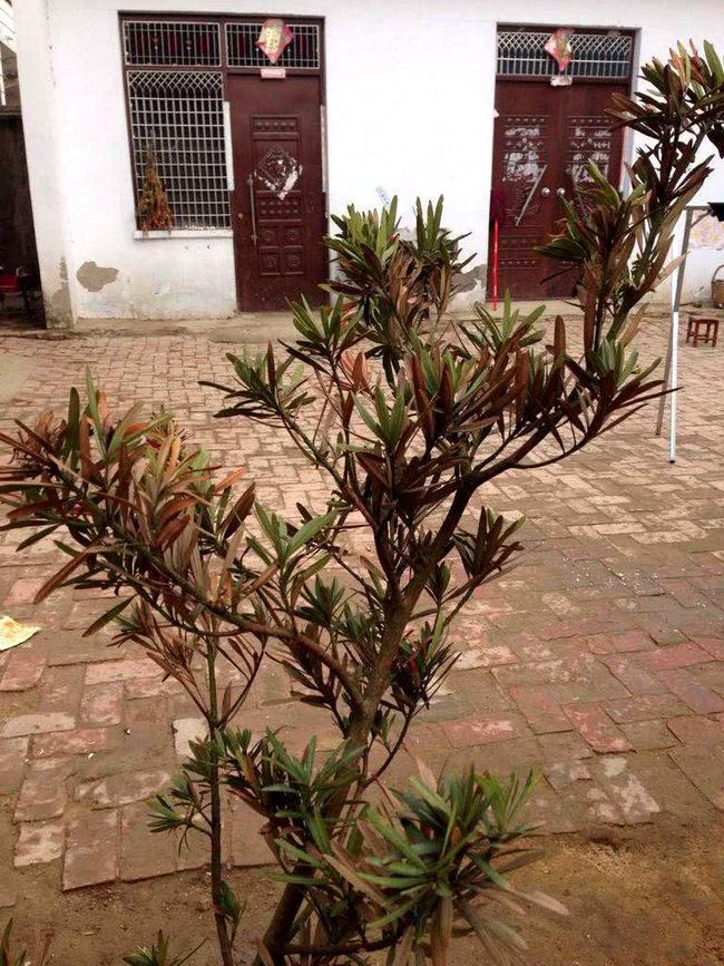桂圆盆栽图：养护指南与观赏要点
