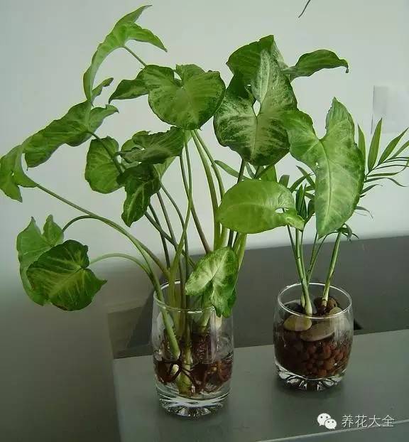 盆栽五彩椒的种植：打造家居绿意盎然的角落