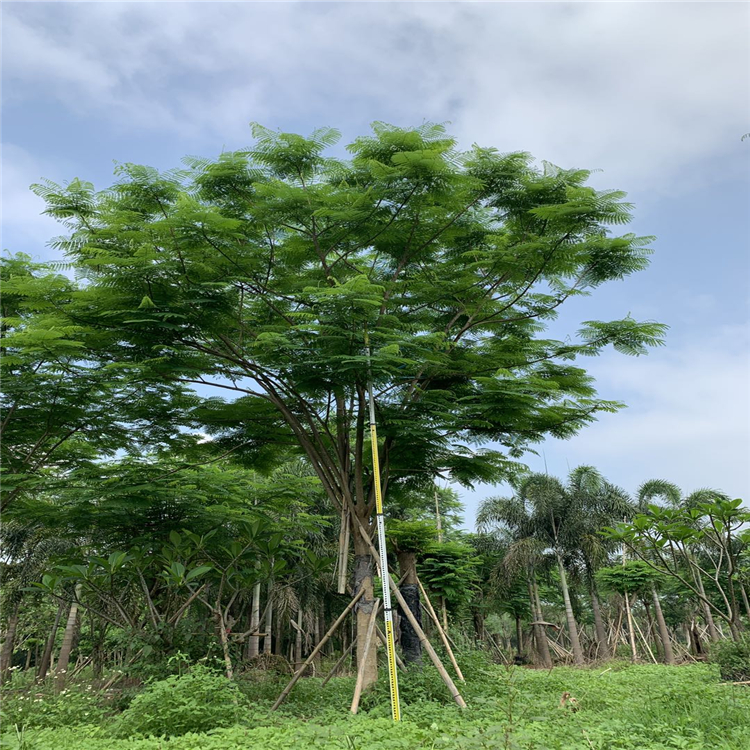盆栽番茄种植技术