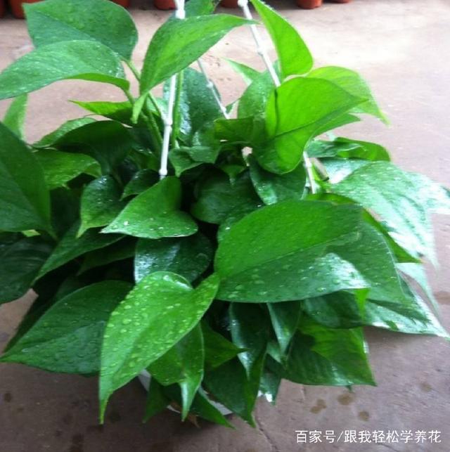 山楂盆栽论坛：山楂盆栽养护心得与交流平台