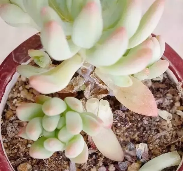 盆栽蓝莓怎样修剪视频：掌握修剪技巧，养出丰硕果实
