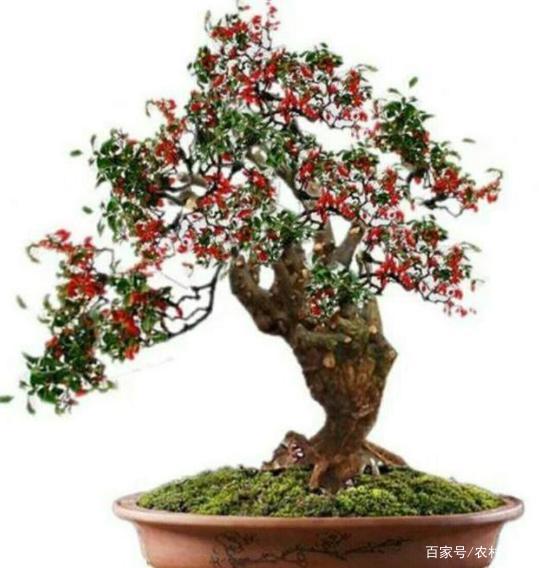 芒果盆栽怎么嫁接：专业园丁的详细指南