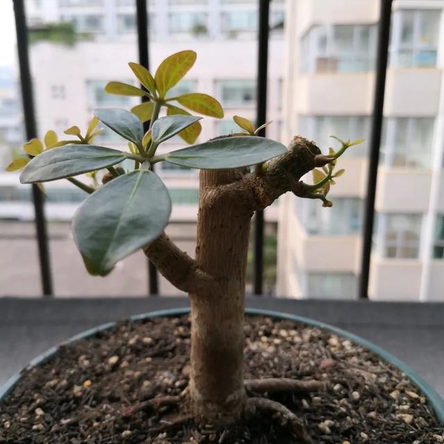 长寿花叶插更快的方法：掌握技巧，加速繁殖