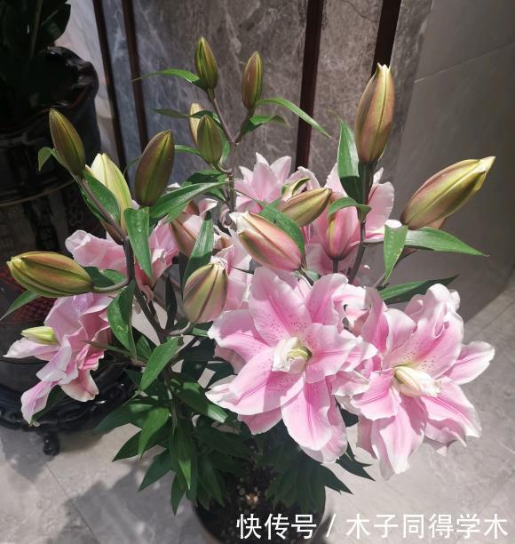 盆栽大葱怎样栽？掌握这些技巧，轻松种出翠绿大葱！