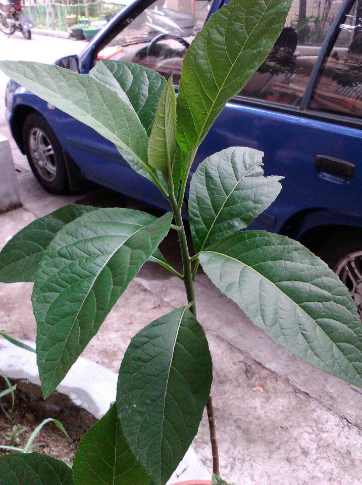 盆栽牡丹怎么养：掌握技巧，让你的牡丹花开繁盛