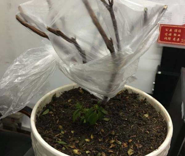 沙糖桔盆栽能结果吗？家庭种植指南