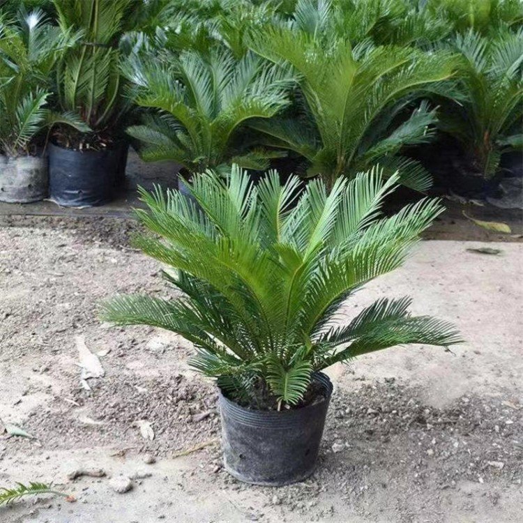 盆栽花的花语：揭秘植物的寓意世界