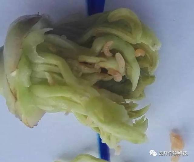 黄秋葵可以盆栽吗？揭秘家庭种植技巧