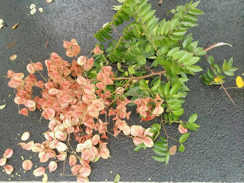 虾塘水清见底处理方法：保持水质清澈的秘诀